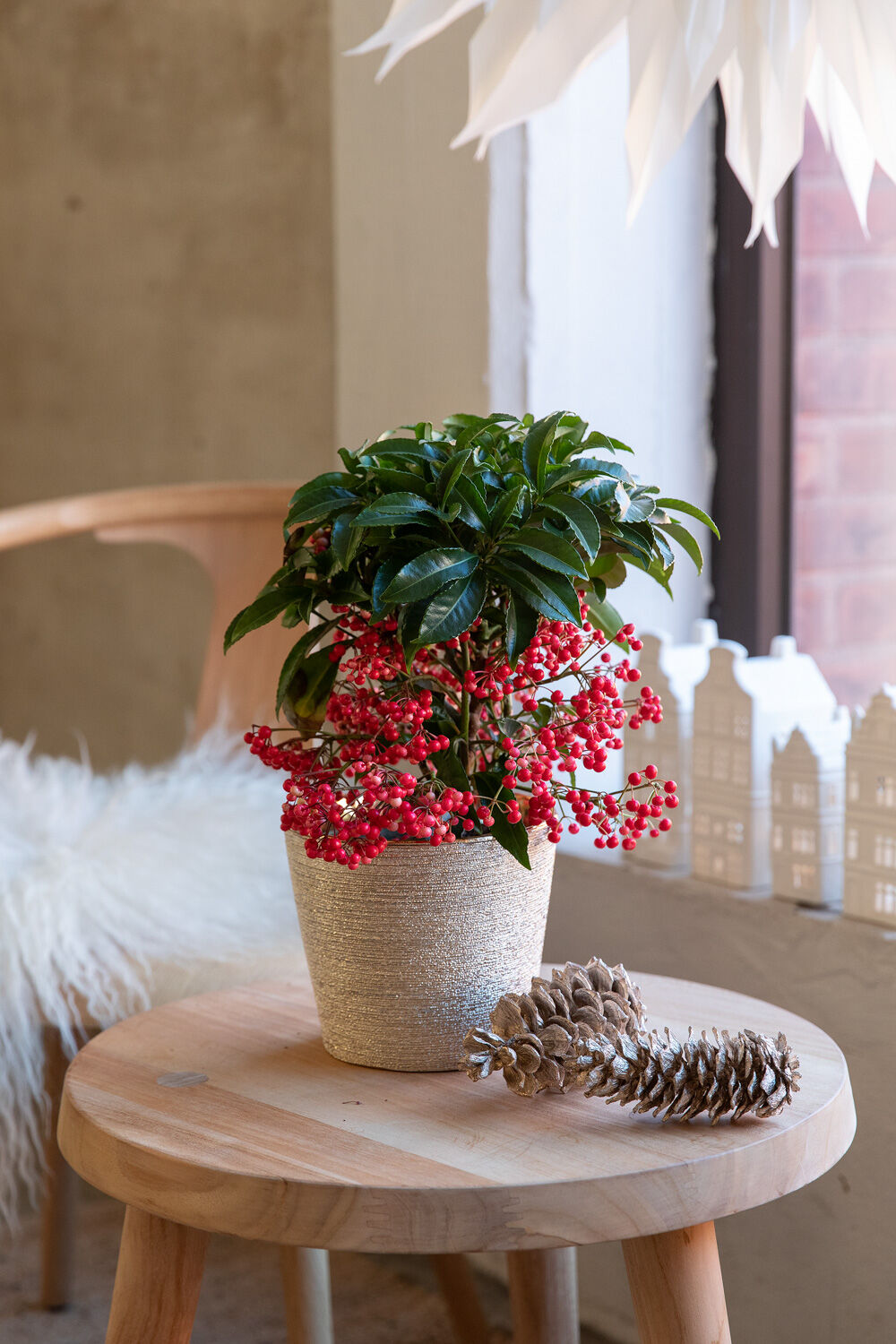 Ardisia juleb&aelig;r